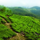 20080104-Kerala-Eravikulam_NP-0172