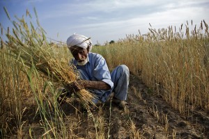 Wheat Harvest Begins In Pakistan