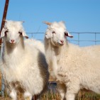 Australian_Cashmere_Goats