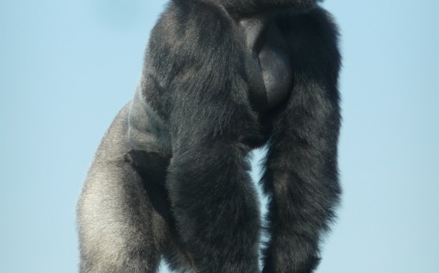Gorilla Nicola Williscroft