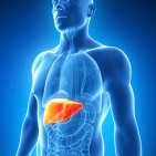 Hepatitis-C-liver