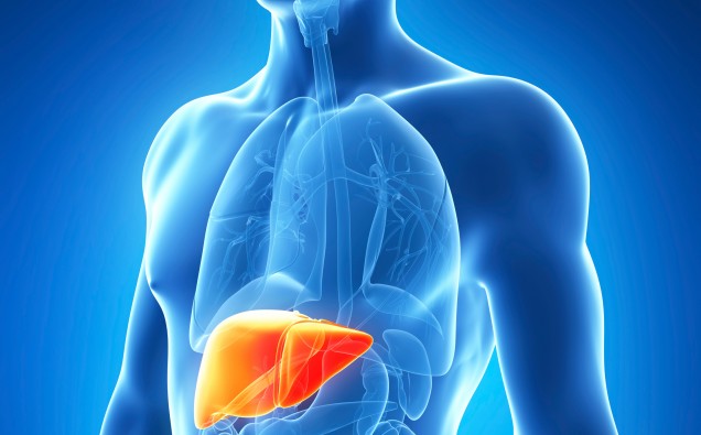 Hepatitis-C-liver