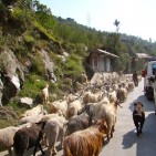 Herd-of-goats-India-road