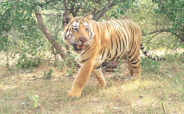 Indian forest rangers hope to end the T1 TIGER terror image
