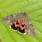 Red Underwing_Iain H Leach Butterfly Conservation (small)