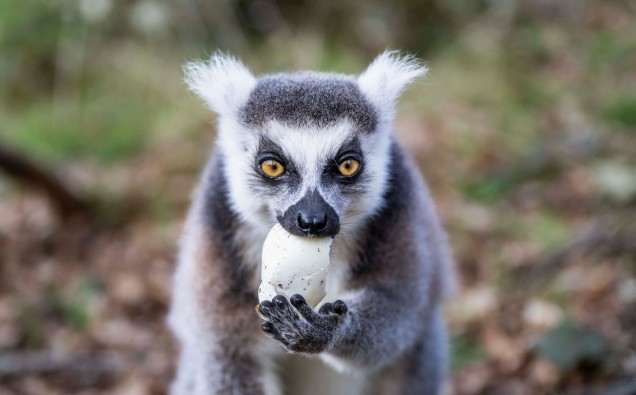 WMSP Lemur Egg Hunt 28-03-24 pic2 - Matilda