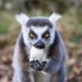 WMSP Lemur Egg Hunt 28-03-24 pic2 - Matilda