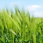 barley-in-a-field