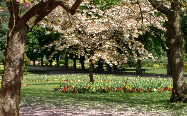 blossom_fall_cannon_hill