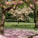blossom_fall_cannon_hill