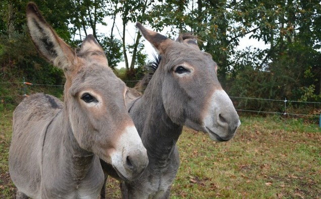 donkeys