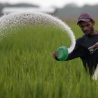 A farmer casts urea fertilizer in a rice plantation on the expropriated and now redistributed farm of El Charcote in the central state of Cojedes