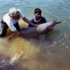 ganga_dolphin_release@body-150x150