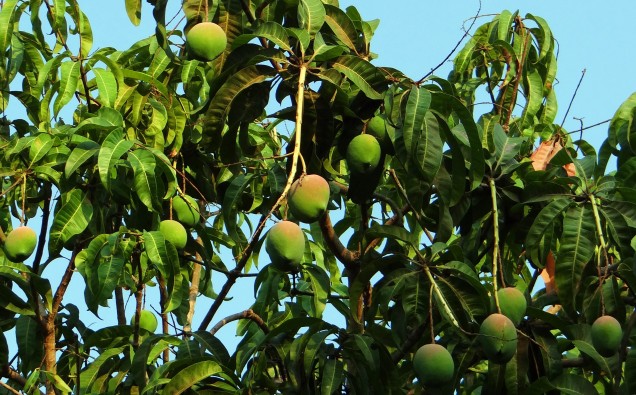 mango tree