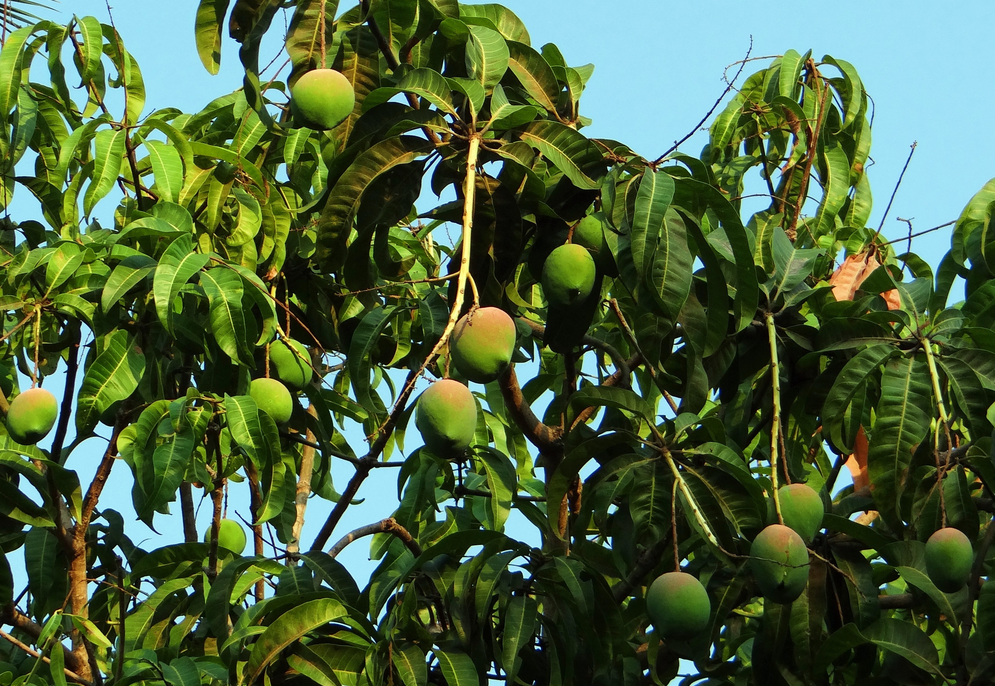 India’s <b>Mango</b> Traders Angered by US Tariffs Asian World News , Asian World ...