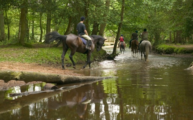 new forest hotel