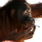 smoking-monkey