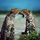 two-cheetahs-african-animals-acinonyx-jubatus-facing-each-other_w725_h491