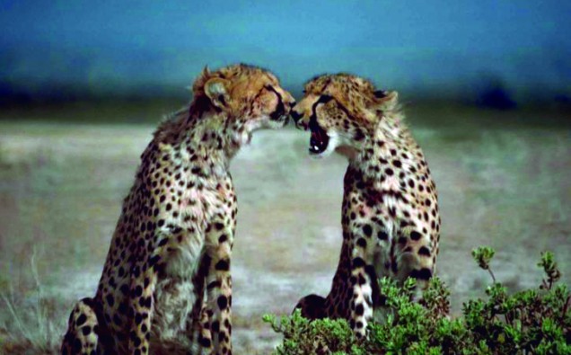 two-cheetahs-african-animals-acinonyx-jubatus-facing-each-other_w725_h491